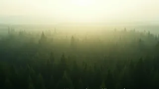 Alex Karp sichert mit großem Waldkauf in Schweden nachhaltige Erholungsflächen