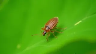 Invasive Baumwanze: Warum einfache Hausmittel gegen den Pflanzenschädling oft wirkungslos bleiben